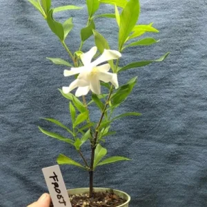 Frostproof Jasmine Gardenia Live Plant – 4 Inch Tall – Fragrant Blooms – Outdoor - Image 1
