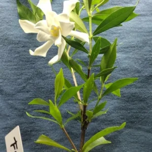 Frostproof Jasmine Gardenia Live Plant – 4inch Tall – Fragrant Blooms – Outdoor Shrub - Image 3
