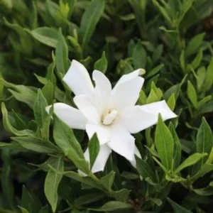 Frostproof Jasmine Gardenia Live Plant – 4inch Tall – Fragrant Blooms – Outdoor Shrub - Image 4