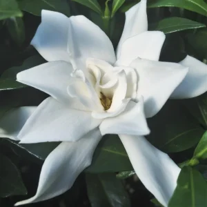 Frostproof Jasmine Gardenia Live Plant – 4inch Tall – Fragrant Blooms – Outdoor Shrub - Image 6