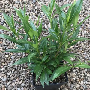 Frostproof Jasmine Gardenia Live Plant – 4inch Tall – Fragrant Blooms – Outdoor Shrub - Image 7