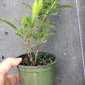 Frostproof Jasmine Gardenia Live Plant – 4inch Tall – Fragrant Blooms – Outdoor Shrub - Image 9