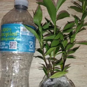 Frostproof Jasmine Gardenia Live Plant – 4inch Tall – Fragrant Blooms – Outdoor Shrub - Image 1