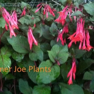 Fuchsia Ballerina Flower Live Plant – 4 inch Tall – Outdoor Flowering Shrub - Image 2