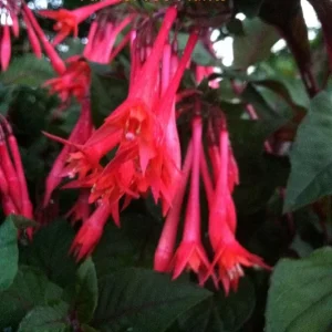 Fuchsia Ballerina Flower Live Plant – 4 inch Tall – Outdoor Flowering Shrub - Image 1