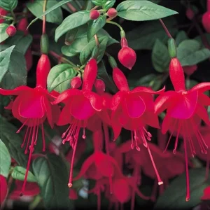 Fuchsia Ballerina Flower Marnina Live Plant - 4 inch Tall Potted - Image 2