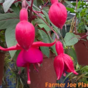 Fuchsia Ballerina Flower Marnina Live Plant - 4 inch Tall Potted - Image 1