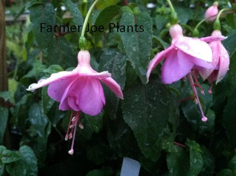 Fuchsia Ballerina Flower Plant – Marinska – 1 Live Plant 4inch Tall - Image 1