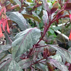 Fuchsia Ballerina Gartenmeister Variegated Live Plant - 4 Inch Tall - Image 3