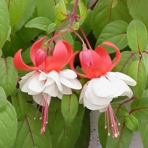 Fuchsia Ballerina 'Swingtime' Live Plant – 4 inch Tall – Outdoor Flower - Image 2