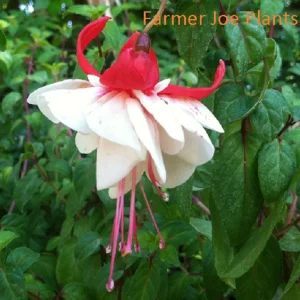 Fuchsia Ballerina 'Swingtime' Live Plant – 4 inch Tall – Outdoor Flower - Image 1
