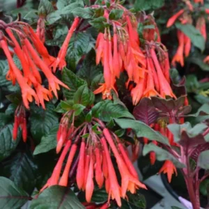 Fuchsia Gartenmeister Live Plant – 4in Pot – Vibrant Flowering Shrub - Image 2