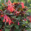 Fuchsia Gartenmeister Live Plant – 4in Pot – Vibrant Flowering Shrub - Image 1