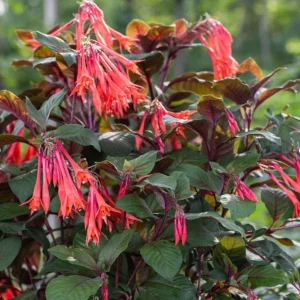 Fuchsia Gartenmeister Live Plant – 4in Pot – Vibrant Flowering Shrub - Image 1