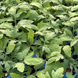 German Johnson Heirloom Tomato Live Plant - 2 Pack, 6-10 inches, Outdoor - Image 1