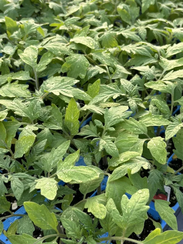 German Johnson Heirloom Tomato Live Plant - 2 Pack, 6-10 inches, Outdoor - Image 1