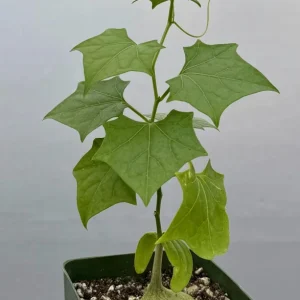 Gerrardanthus Macrorhizus Live Plant | Caudex Succulent in 4 inch Pot | The Bigfoot - Image 1