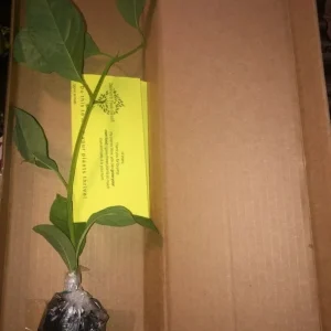 Giant Granadilla Live Plant - Edible Yellow Passion Fruit Vine - 8-12 Inch Fruit - Image 2