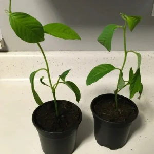 Giant Granadilla Live Plant - Edible Yellow Passion Fruit Vine - 8-12 Inch Fruit - Image 3