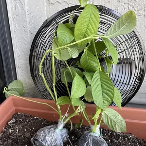 Giant Granadilla Live Plant - Edible Yellow Passion Fruit Vine - 8-12 Inch Fruit - Image 5