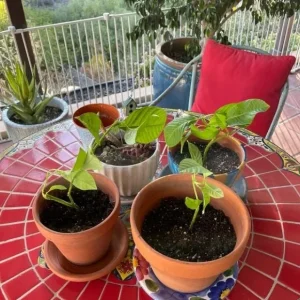 Giant Granadilla Live Plant - Edible Yellow Passion Fruit Vine - 8-12 Inch Fruit - Image 6