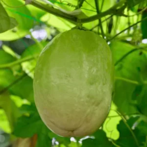 Giant Granadilla Live Plant - Edible Yellow Passion Fruit Vine - 8-12 Inch Fruit - Image 1