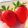Giant Mountain Strawberry Live Plant - Edible Groundcover, Small Pot - Image 1