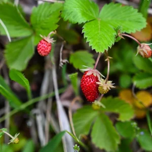 Giant Mountain Strawberry Live Plant - Edible Groundcover, Small Pot - Image 3