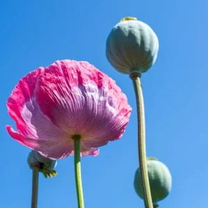 Giant Poppy Flower Live Plant – 3 inch Pot – Outdoor Perennial - Image 2