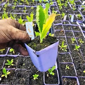 Giant Poppy Flower Live Plant – 3 inch Pot – Outdoor Perennial - Image 4