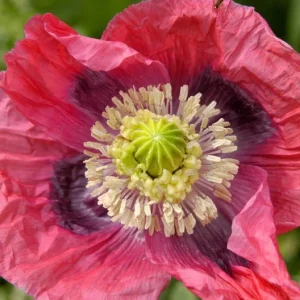 Giant Poppy Flower Live Plant – 3 inch Pot – Outdoor Perennial - Image 1