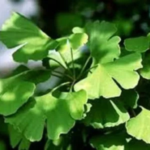 Ginkgo Biloba Live Plant - Maidenhair Tree Starter Plant - 5-7 Inch Tall - Outdoor Deciduous Tree - Image 1