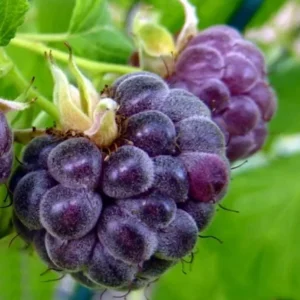 Glencoe Raspberry Live Plant – 3-6" Tall – Thornless Purple Raspberry - Image 2