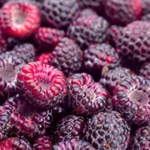 Glencoe Raspberry Live Plant – 3-6