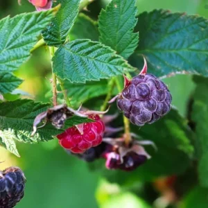 Glencoe Raspberry Live Plant – 3-6