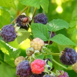 Glencoe Raspberry Live Plant – 3-6