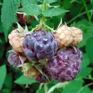 Glencoe Raspberry Live Plant – 3-6