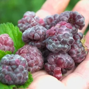 Glencoe Raspberry Live Plant – 3-6" Tall – Thornless Purple Raspberry - Image 1