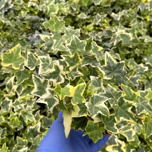 Gold Child English Ivy Live Plant – Variegated Hedera helix – Climbing Houseplant - Image 2