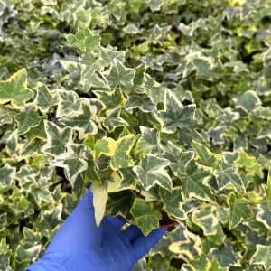 Gold Child English Ivy Live Plant – Variegated Hedera helix – Climbing Houseplant - Image 3