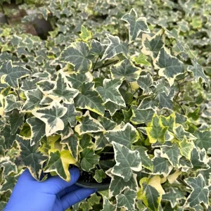 Gold Child English Ivy Live Plant – Variegated Hedera helix – Climbing Houseplant - Image 1