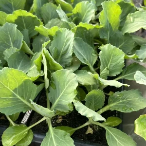 Golden Cross Cabbage Live Plants - 4 Pack, 6 Inch Seedlings for Harvest - Image 1