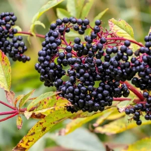 Golden Elderberry Tree – 4in Tall Starter Live Plant – Hardy Fruit Shrub - Image 3