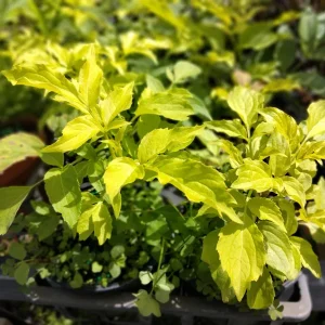 Golden Elderberry Tree – 4in Tall Starter Live Plant – Hardy Fruit Shrub - Image 1