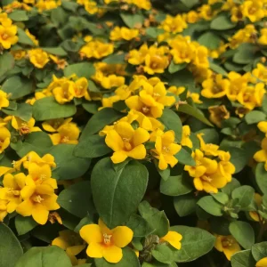 Golden Globes Lysimachia Procumbens Live Plant, 5-9" Tall, Pack of 2, Creeping Jenny Loosestrife, Outdoor Groundcover - Image 2