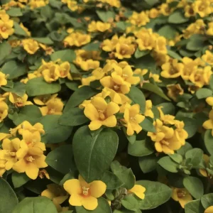 Golden Globes Lysimachia Procumbens Live Plant, 5-9