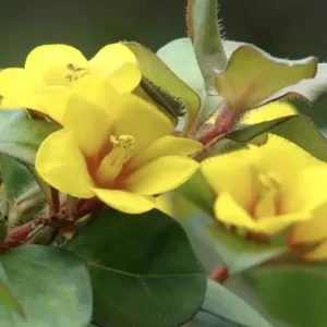 Golden Globes Lysimachia Procumbens Live Plant, 5-9" Tall, Pack of 2, Creeping Jenny Loosestrife, Outdoor Groundcover - Image 1