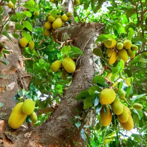 Golden Nugget Jackfruit Live Plant – 2ft Tall Fruit Tree - Image 2