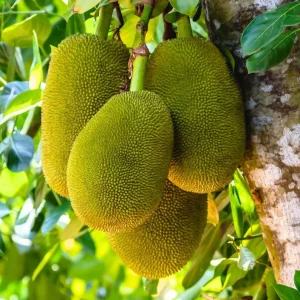 Golden Nugget Jackfruit Live Plant – 2ft Tall Fruit Tree - Image 1