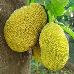 Golden Nugget Jackfruit Tree Live Plant – 12-14in Tall in Half Gallon Pot - Image 2
